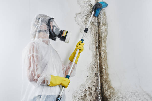 Best Post-Remediation Services in Comanche, OK