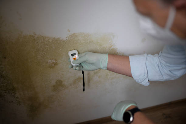 Best Mold Testing and Inspection Services in Comanche, OK