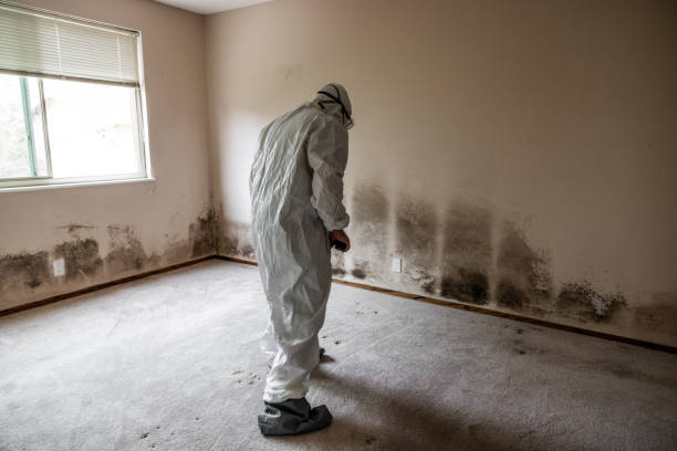 Best White Mold Remediation in Comanche, OK
