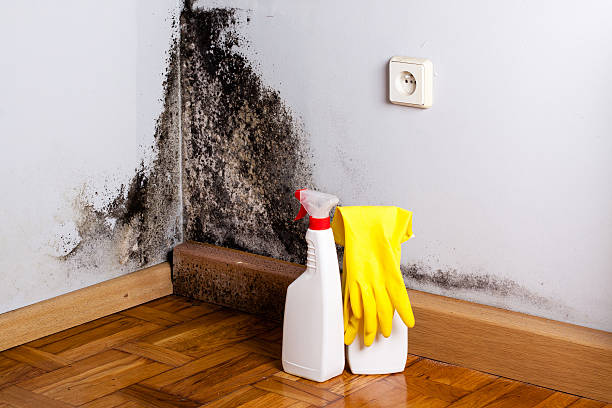 Best Residential Mold Remediation in Comanche, OK