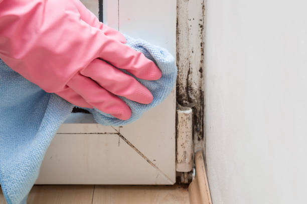 Best Black Mold Remediation in Comanche, OK